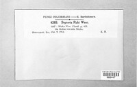 Mycosphaerella rubi image